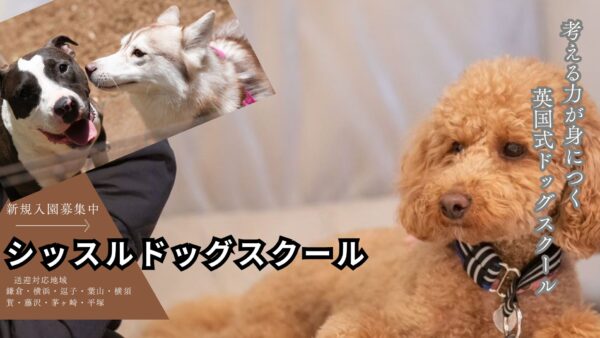 シッスルドッグスクール/ホームページリニューアル成功事例
